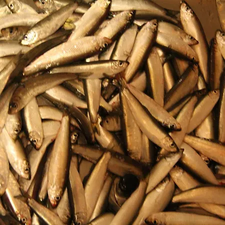 Fjordhytte-2 Am Hardangerfjord, Grandioses Fjordpanorama, 20 Ps Motorboot Mietbar! Holiday home *