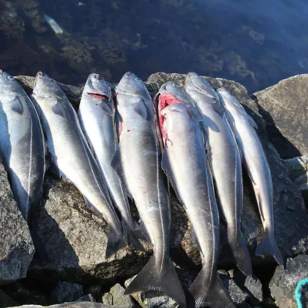 Hébergement de vacances Fjordhytte-2 Am Hardangerfjord, Grandioses Fjordpanorama, 20 Ps Motorboot Mietbar! Aenes